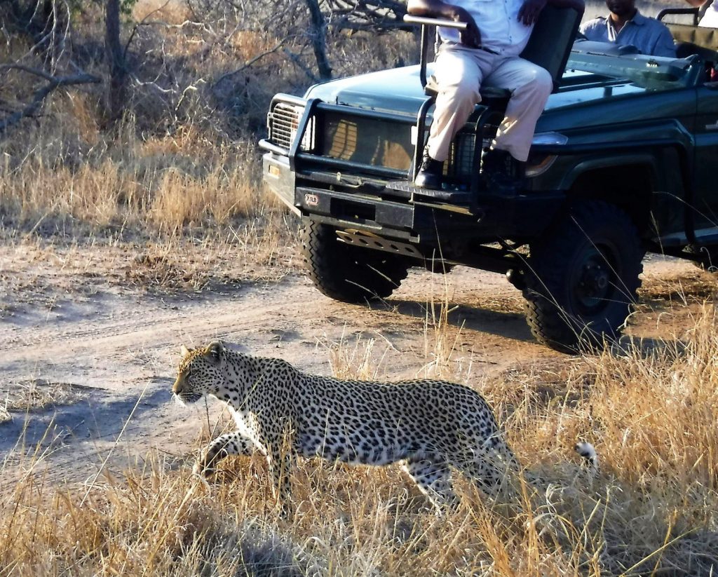 African Safari