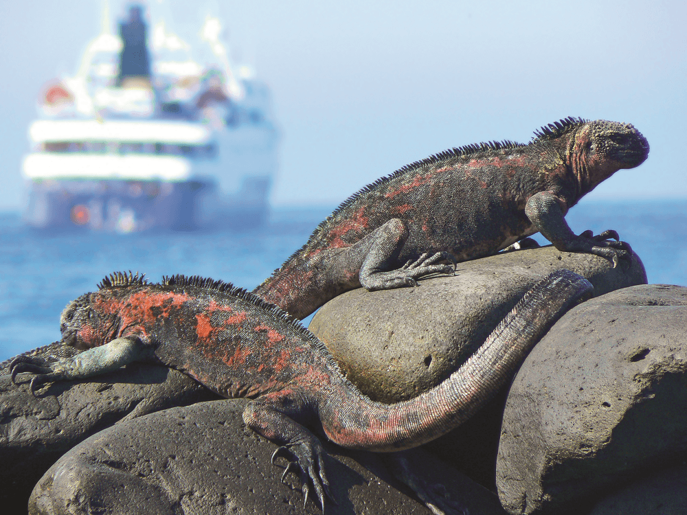 Iguanas. Galapagos Celebrity CRusie LIne