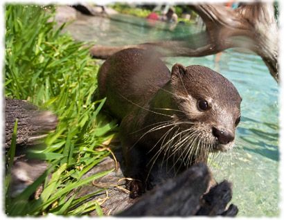 Otters at Freshwater Oasis, Discovery Cove