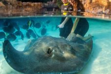 Everything You Need to Know About SeaWorld's Discovery Cove in Orlando