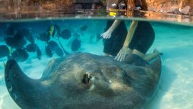 Everything You Need to Know About SeaWorld's Discovery Cove in Orlando