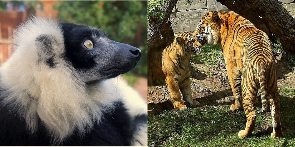 Black and white lemur and Sumatran tiger 