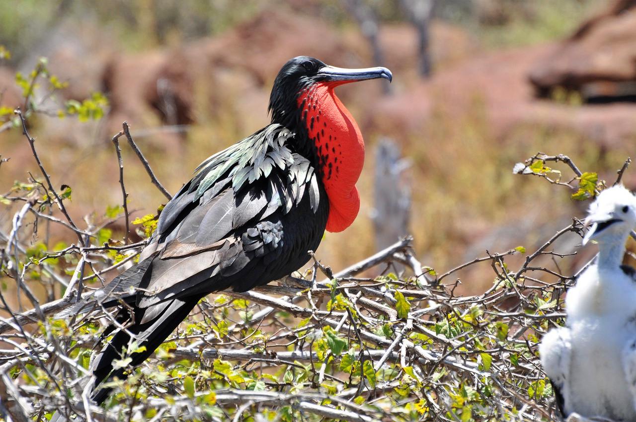 Frigate Bird Sanctuary, Barbuda