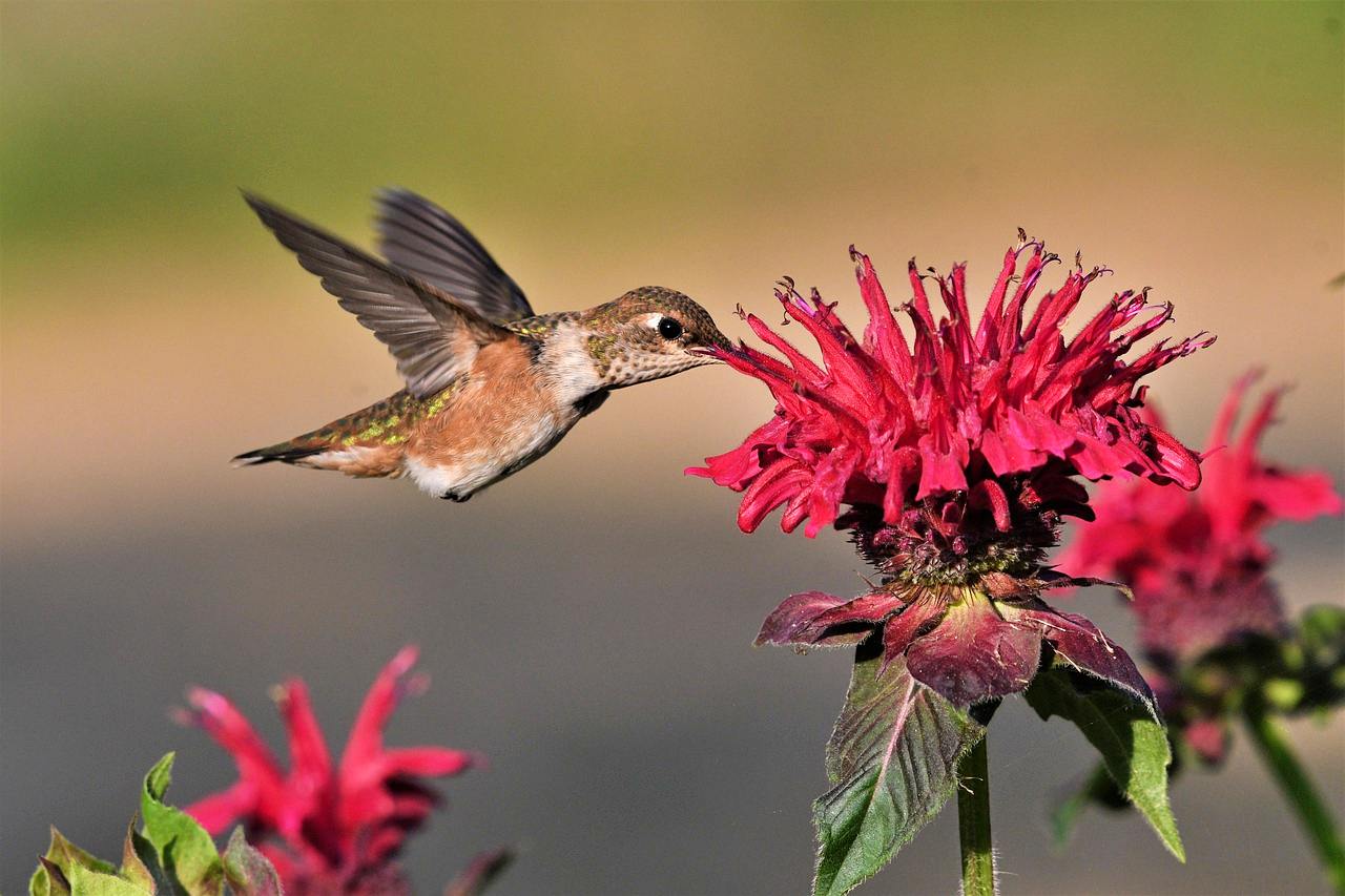 Hummingbird in Barbados