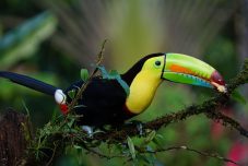 Keel Billed Toucan in Costa Rica