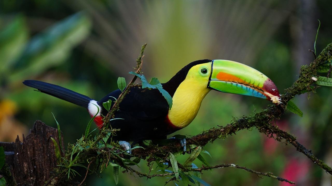 Keel Billed Toucan in Costa Rica