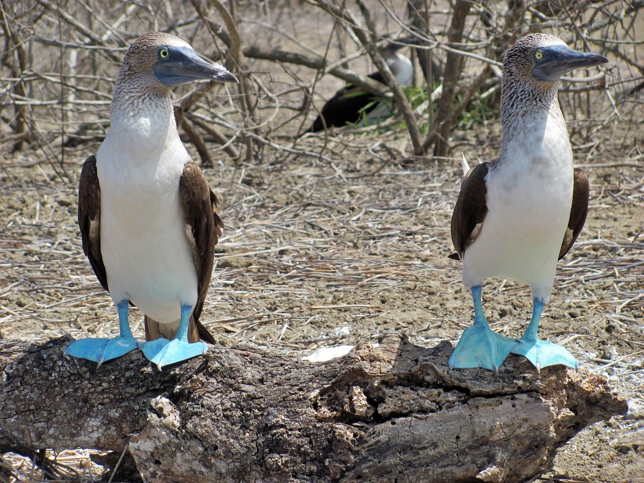 Blue-footed Booby in the Mariettas Islands