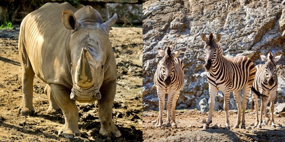 White rhino and zebra at Selwo Aventura