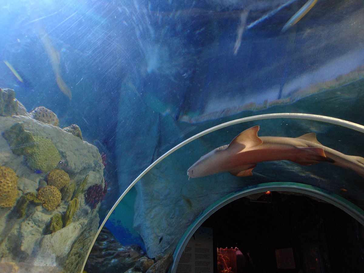 Visit the marine animals at SEA LIFE Benalmadena