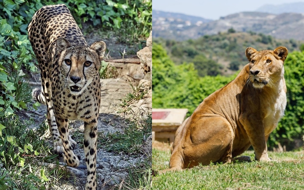 Leopard and lion at Selwo Aventura