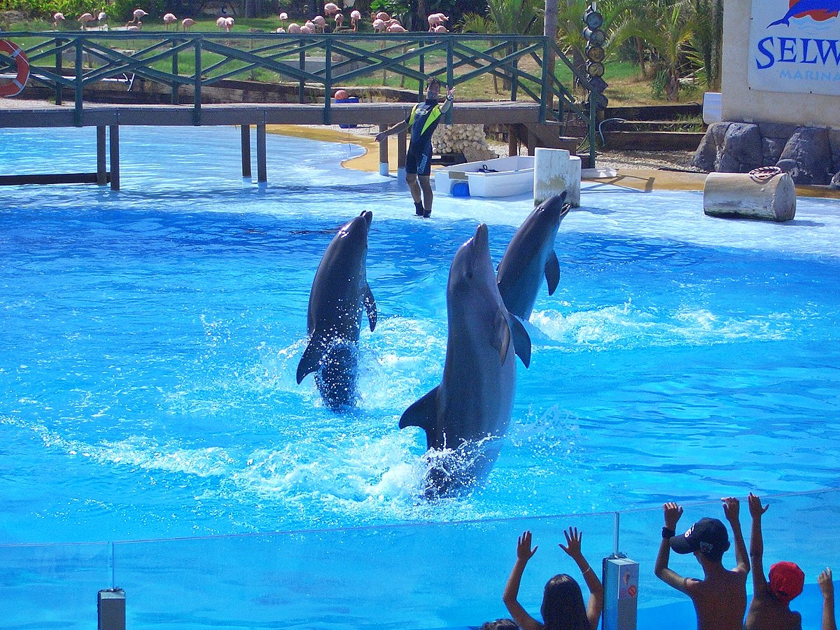 Learn about the dolphins at Selwo Marina in Benalmadena