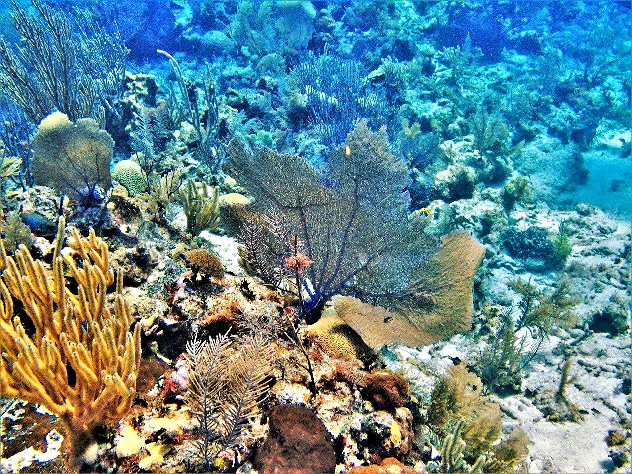 Coral reef in Belize
