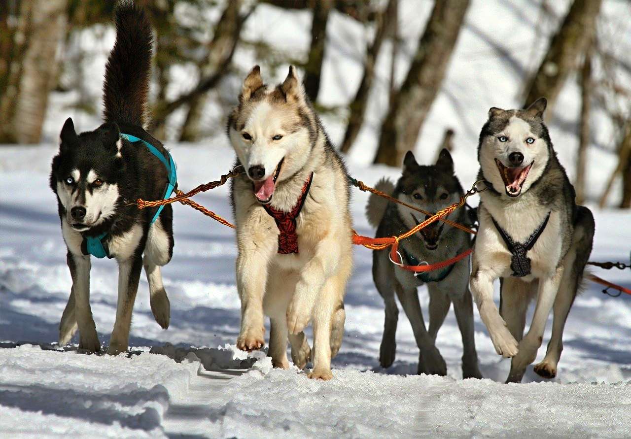 Dog sledding in Norway