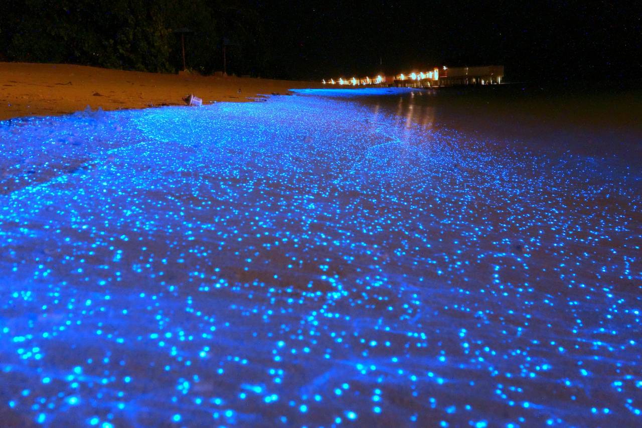 Maldives bioluminescent beach