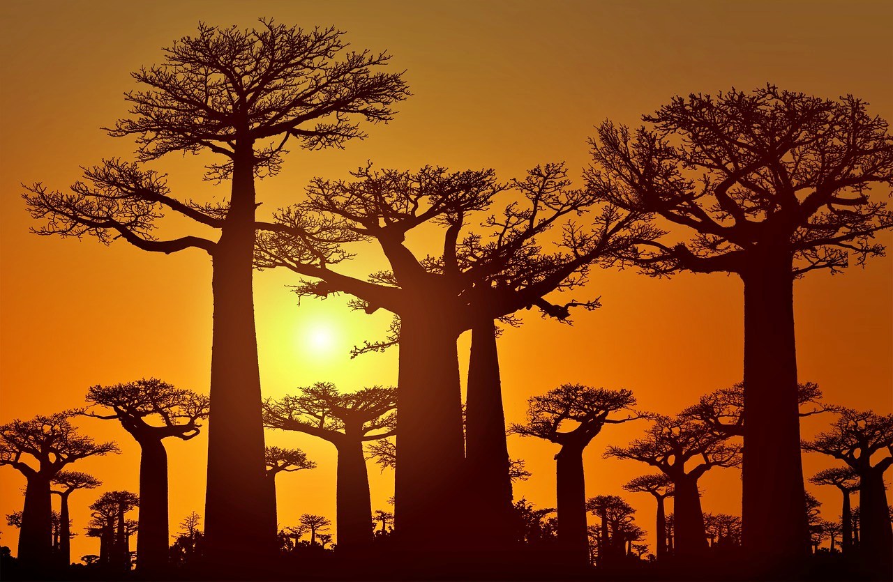 Baobab trees at sunset