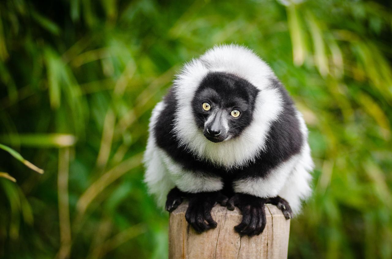 Black-and-white ruffed lemur