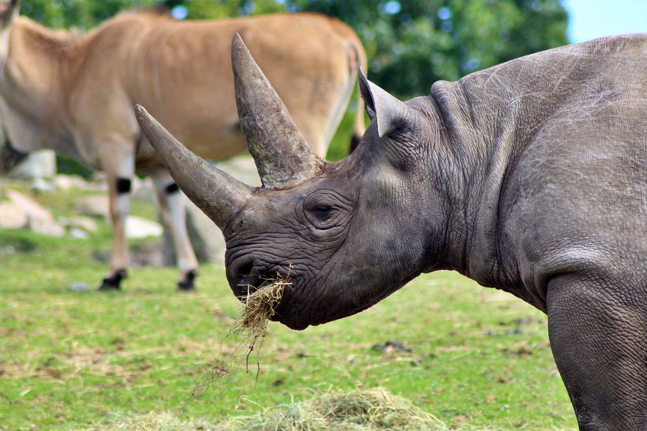 Black rhino