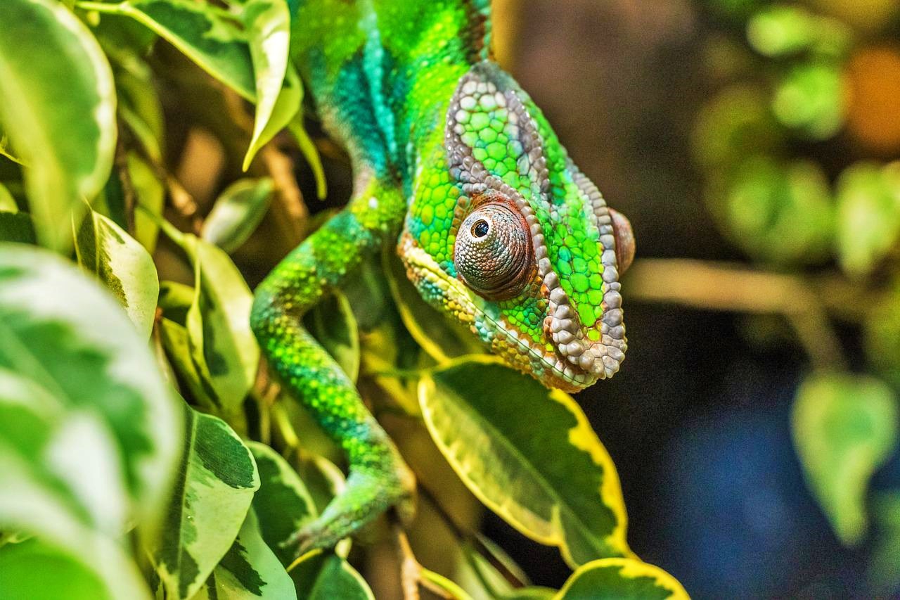 Chameleon in Madagascar