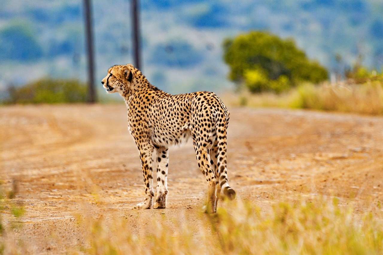 Cheetah in Kenya thanks to ecotourism