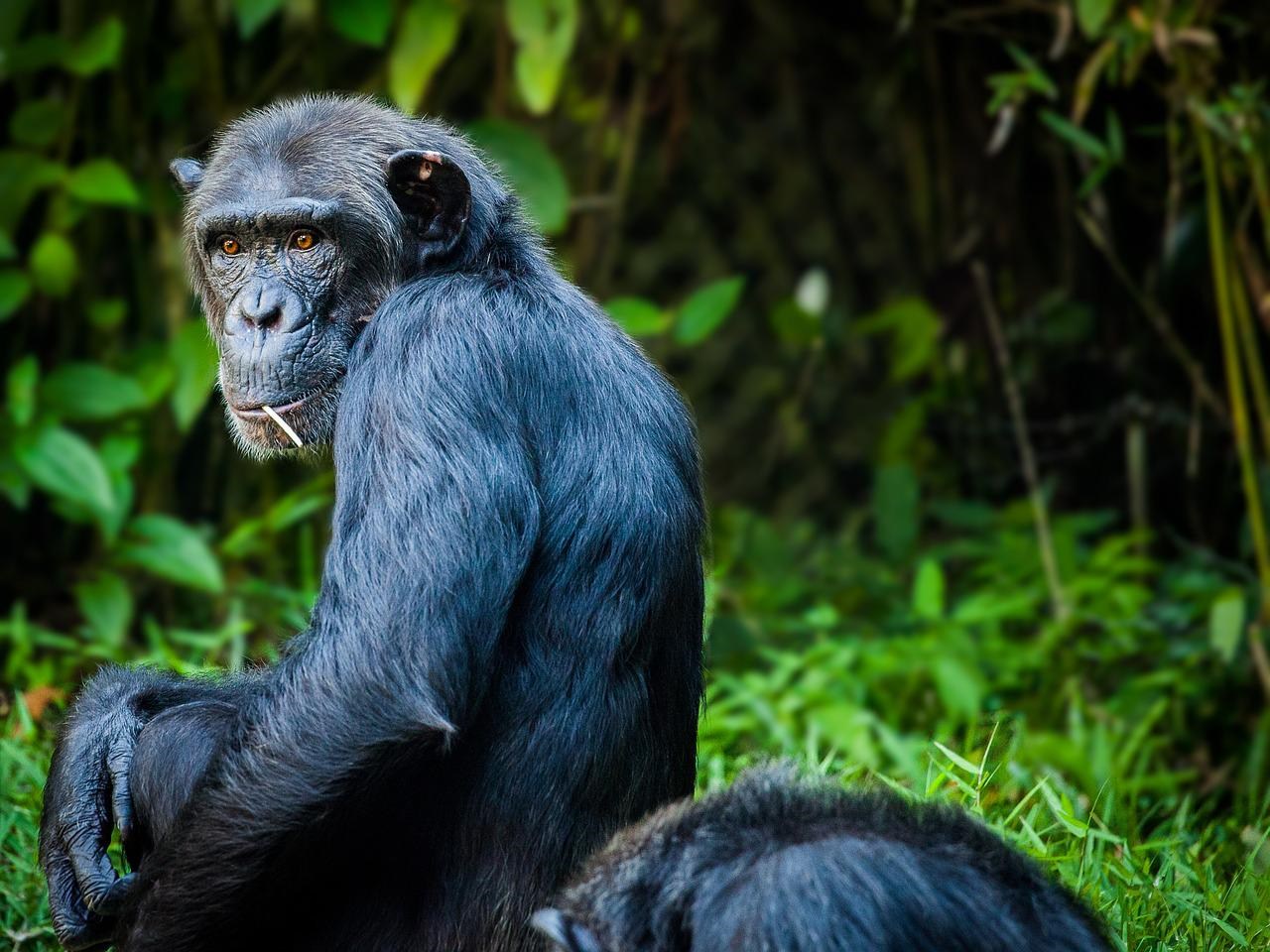 Chimpanzee in Ayum Forest Reserve