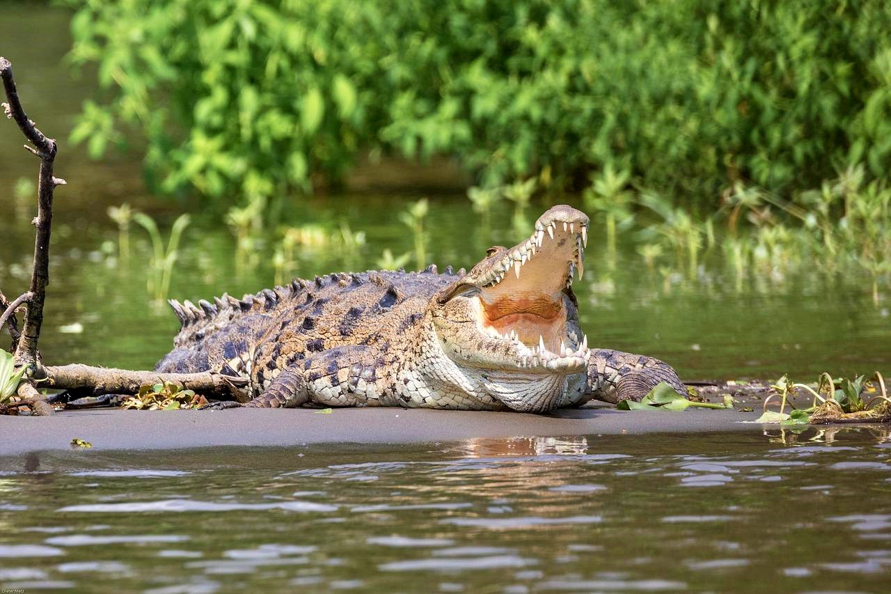 Crocodile in Lake Volta