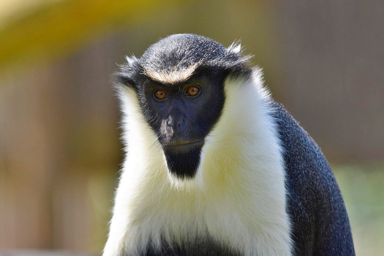 Diana monkey in Kakum National Park