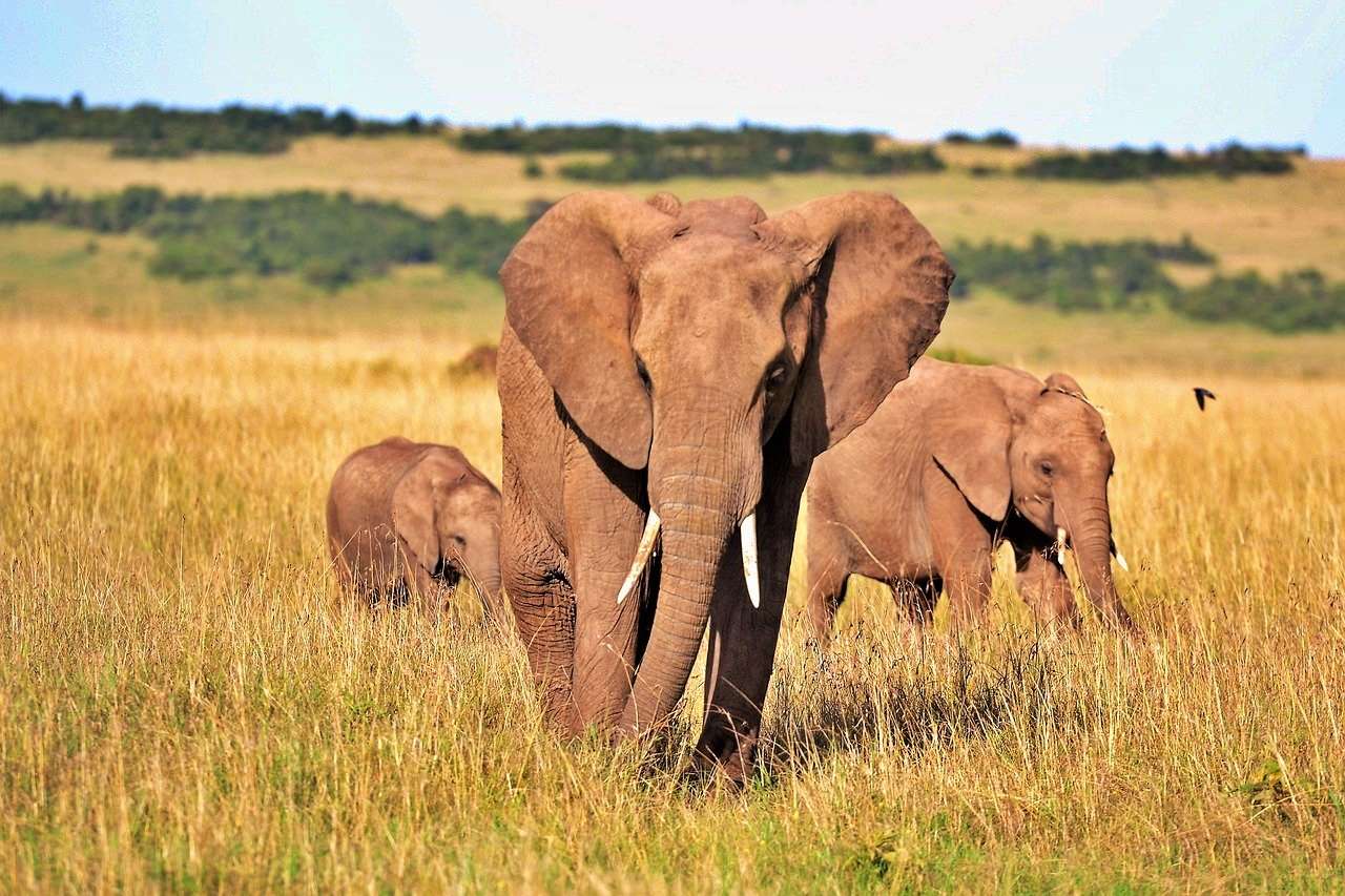 Elephants in Maasai Mara - ecotourism
