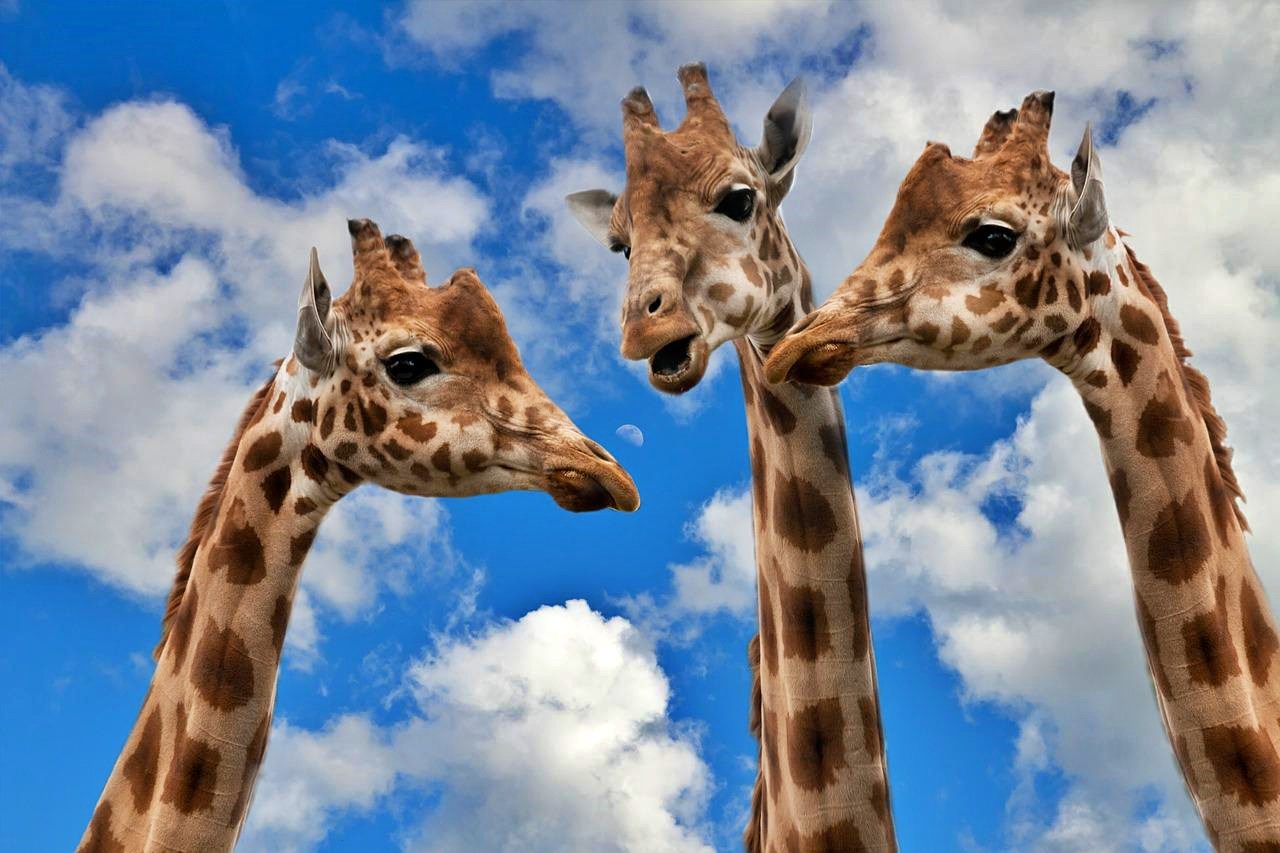 Giraffes in Rubondo Island National Park