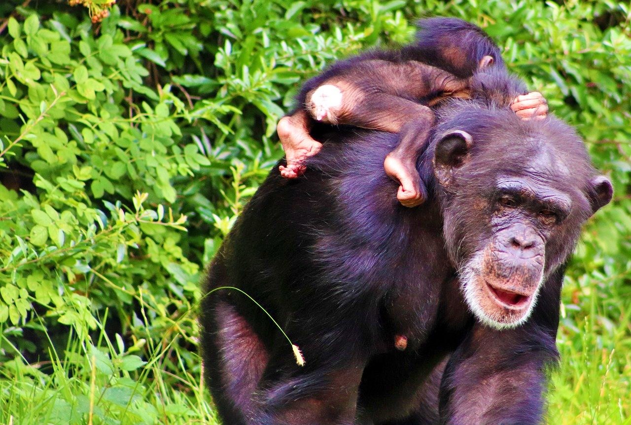 Gombe Stream National Park, Tanzania