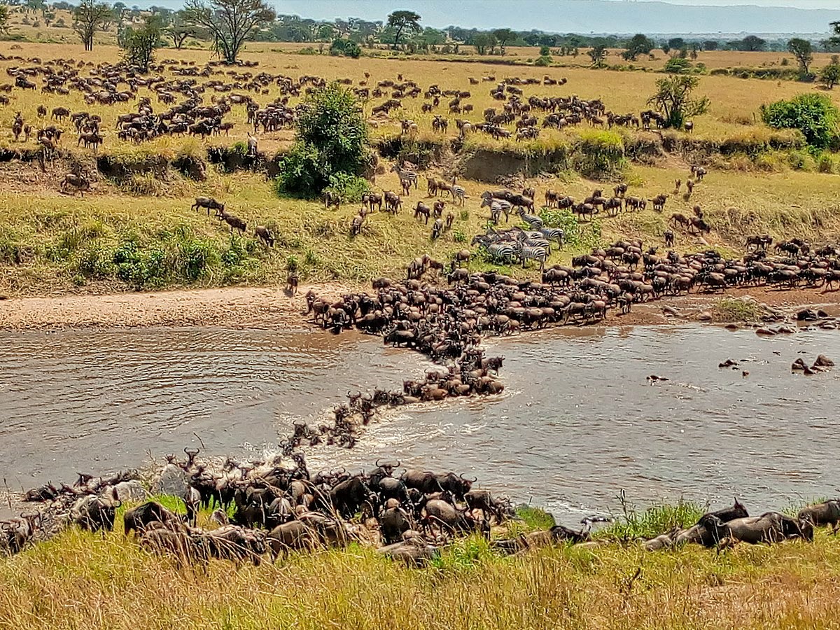 The Great Migration, Tanzania