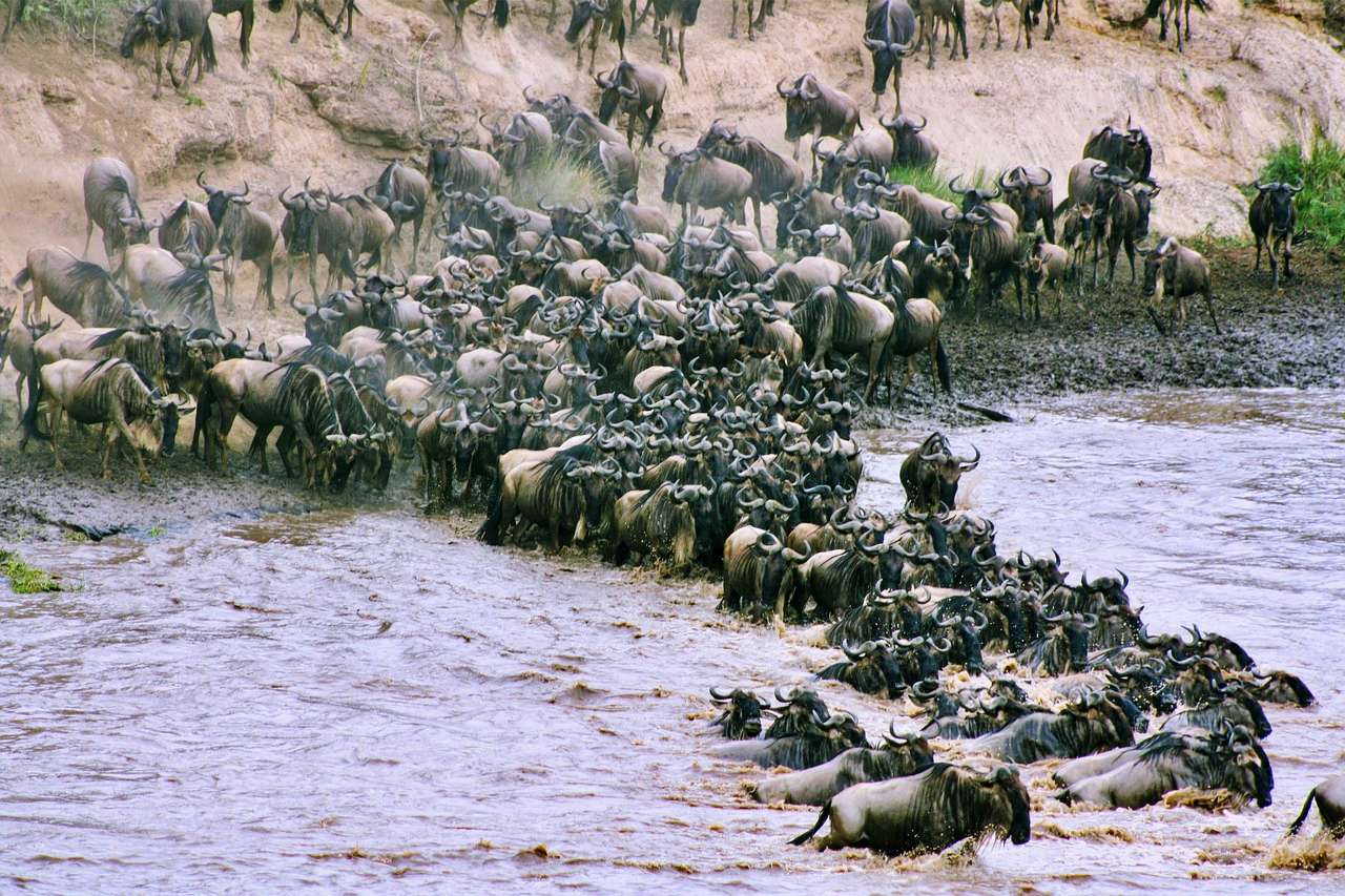 Great Wildebeest Migration in Kenya