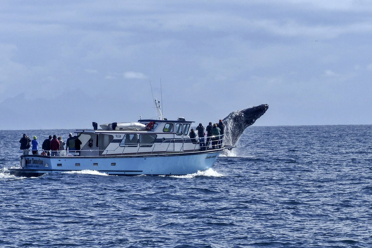 Humpback whale