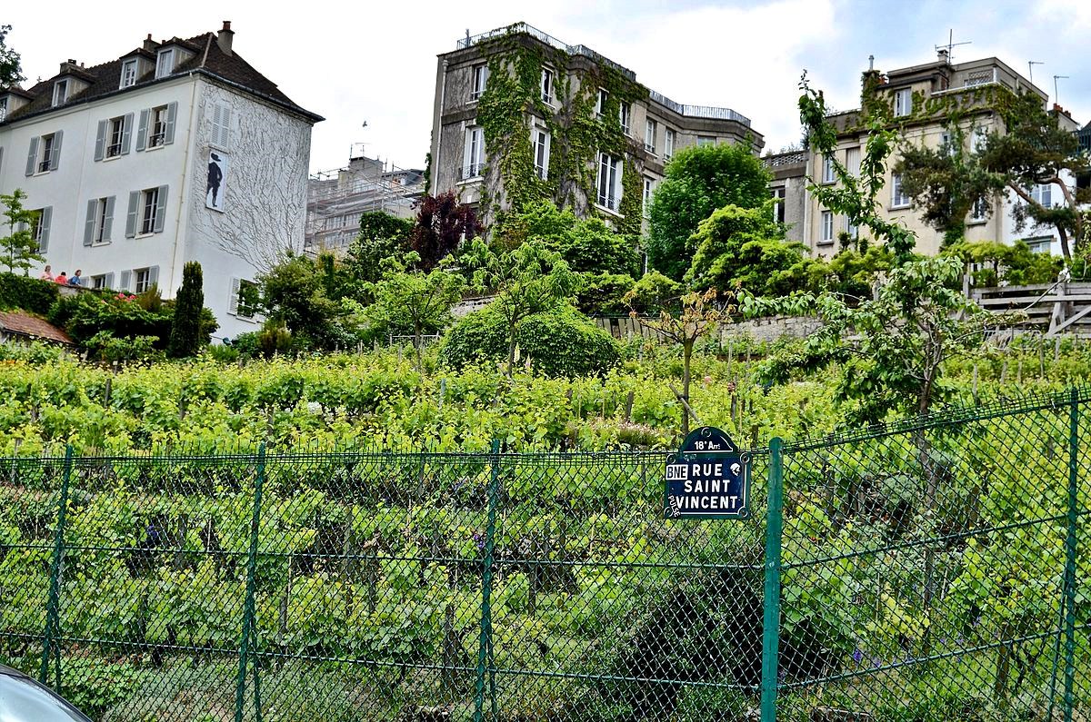 Montmartre Vineyard, Paris