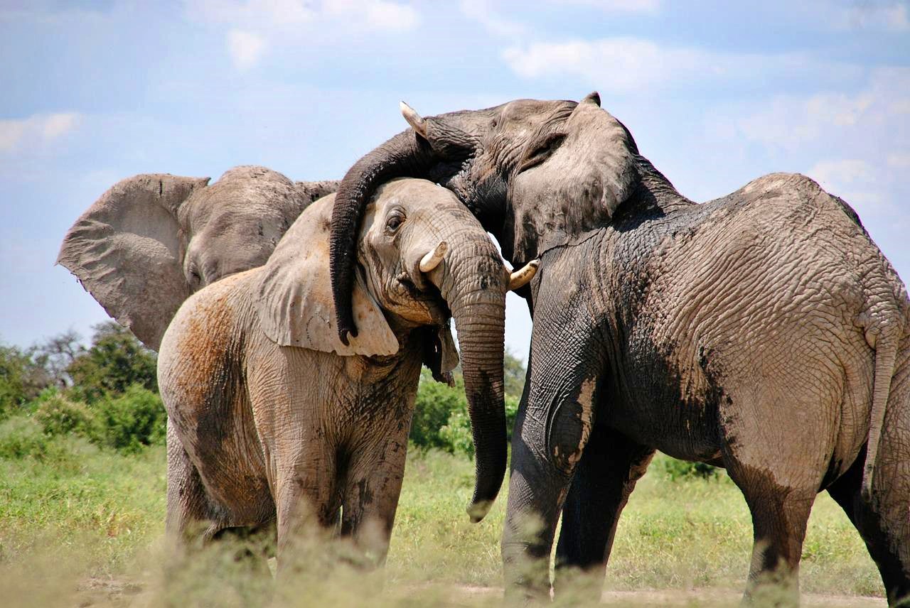 Elephants in Nyerere National Park