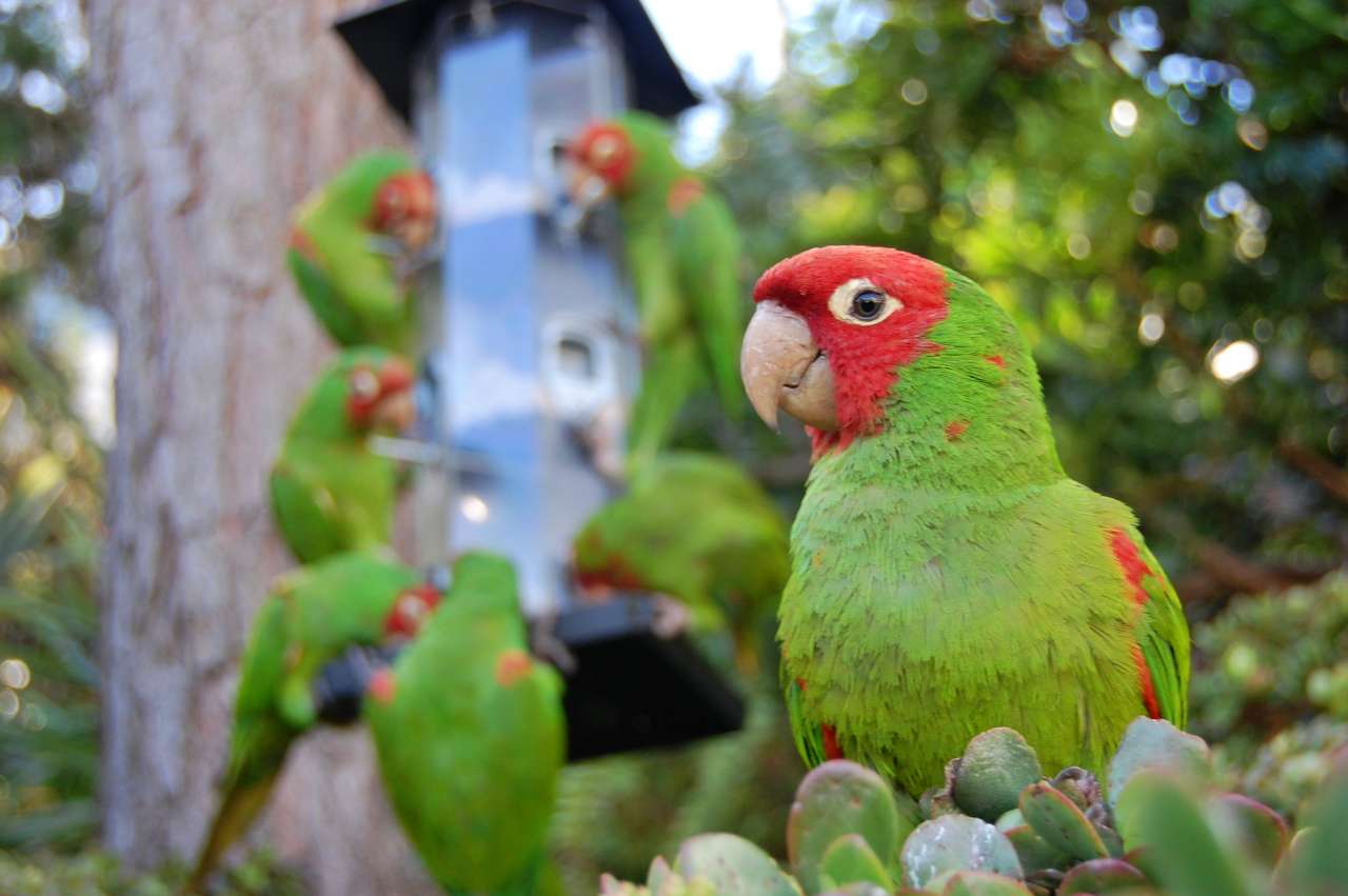 Wild parrots of Telegraph Hill