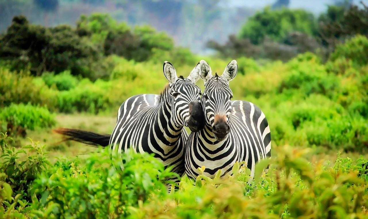 Zebras in the Chyulu Hills
