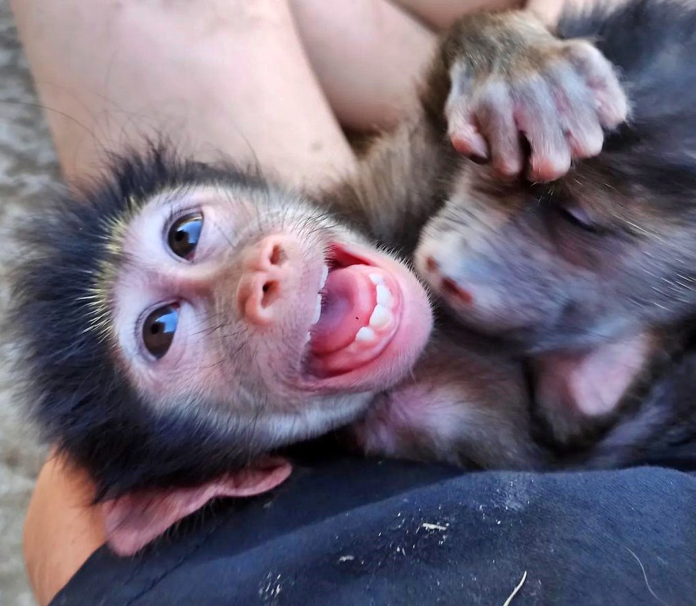 Volunteering at Riverside Wildlife Rehabilitation Center