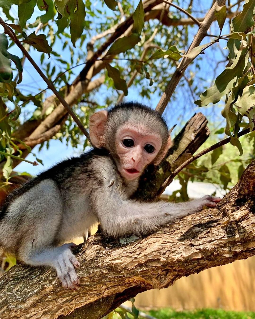 african baby monkeys