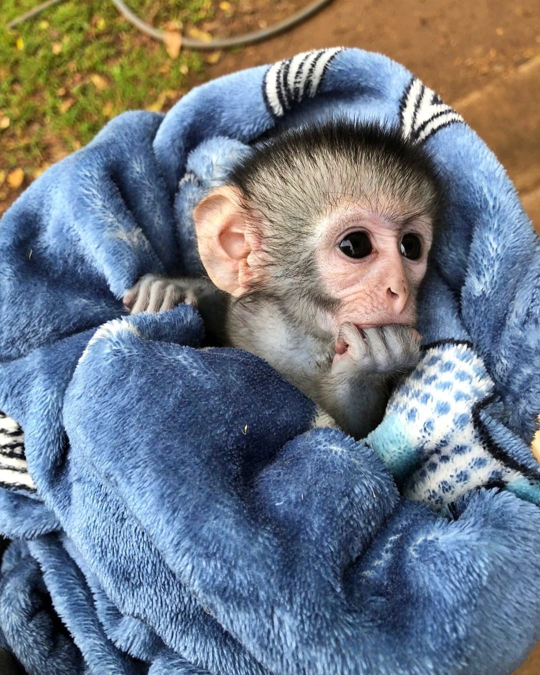 african baby monkeys