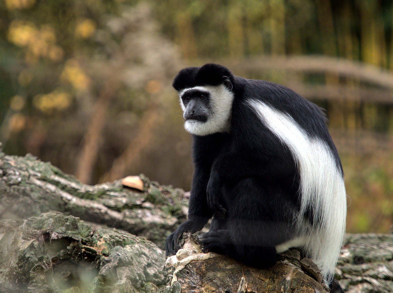 Colobus monkey in The Gambia