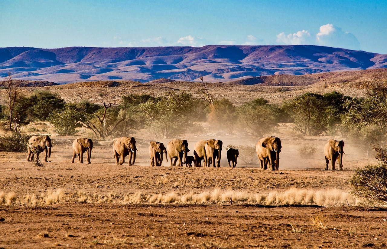 Elephants in Etosha National Park, Namibia