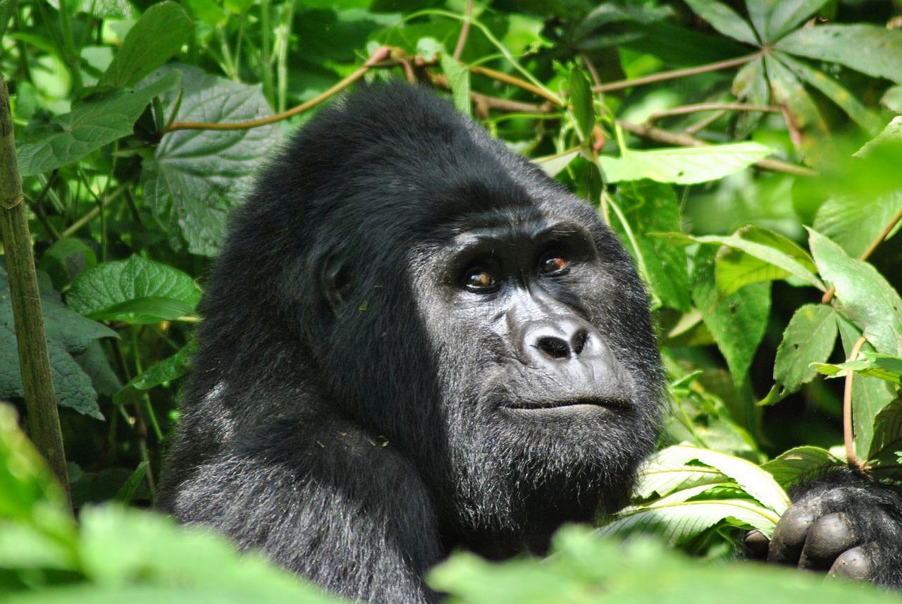 Mountain gorilla in Uganda