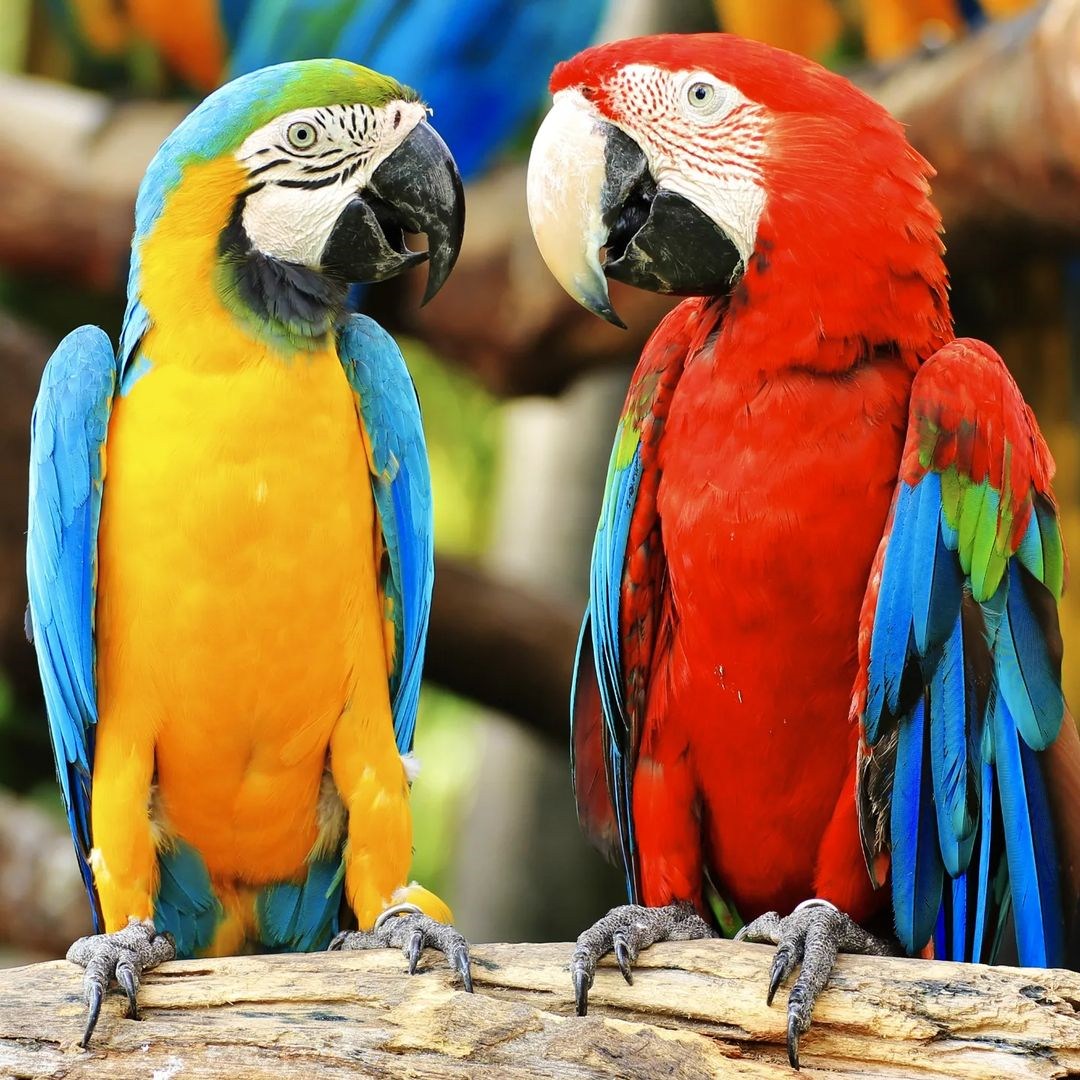 Macaws at Loro Parque, Tenerife