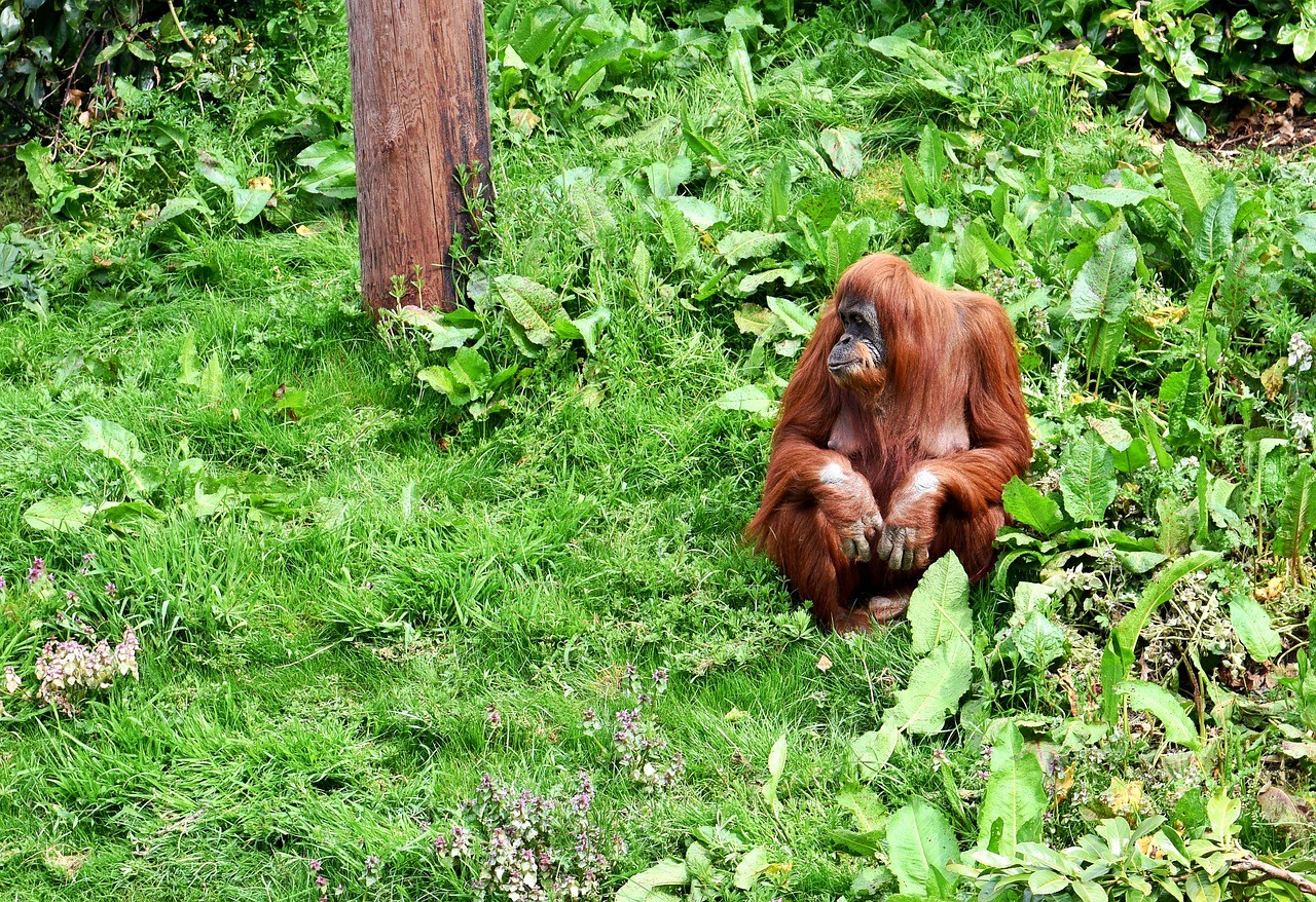 Ecotourism in Malaysia - orangutan