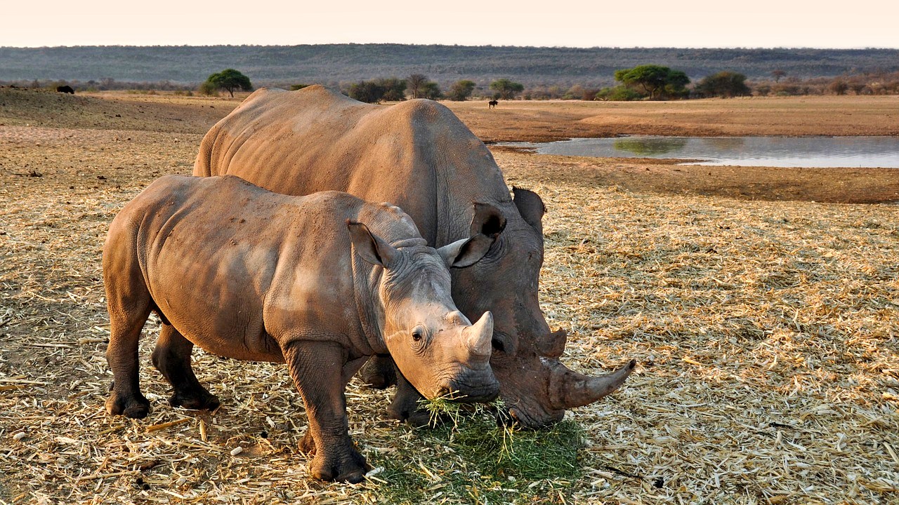 Rhinos in Namibia