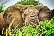 Elephant in the national parks of Uganda