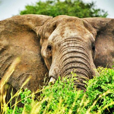Elephant in the national parks of Uganda