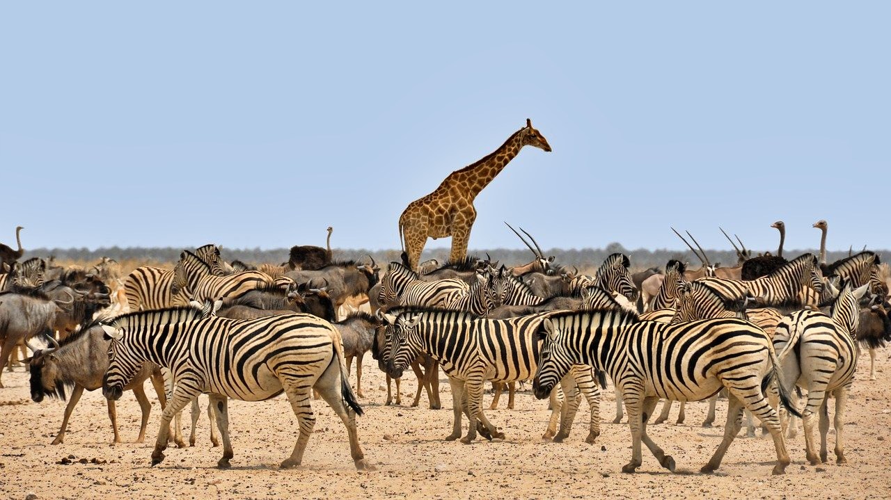 Zebra and giraffe in Waterberg Plateau Park