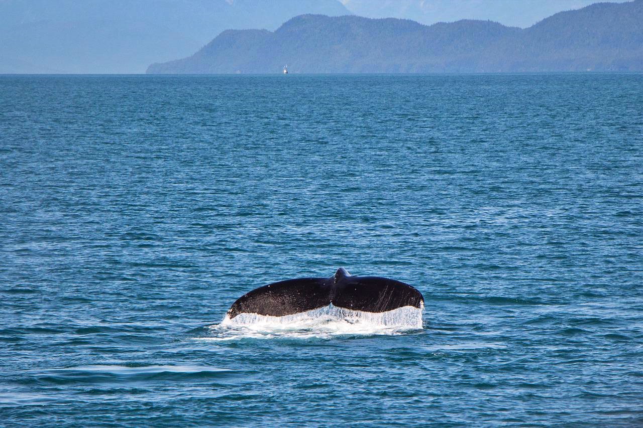 Whale watching in Tenerife