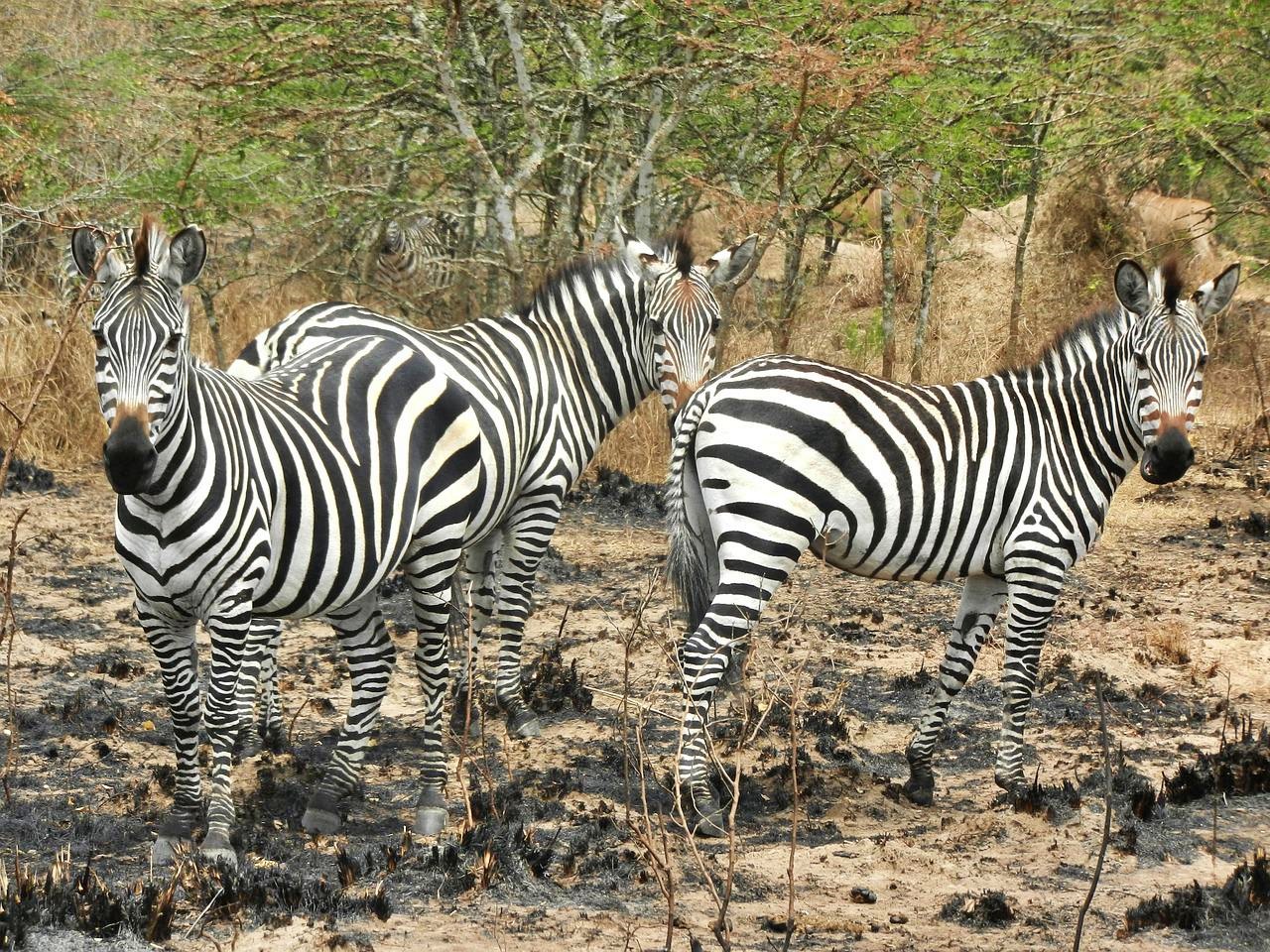 Zebra - Lake Mburo National Park
